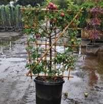 MALUS apple MALUS SPECIALITIES MALUS CANDELABRA: An espaliered presentation of an apple tree with branches laid out in the shape of a candelabra on a bamboo frame.
