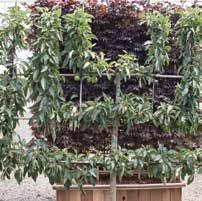 00 MALUS FAN COMBO: An espaliered presentation of an apple tree with branches laid out in a fan shape on a bamboo frame with a combination of apple varieties.
