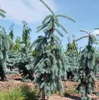 PICEA spruce PICEA GLAUCA CONICA DWARF ALBERTA SPRUCE A perfect cone shaped dwarf conifer. Medium sized evergreen shrub. Slow grower. The dense green needles are soft to the touch.