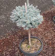 PINUS pine PICEA PUNGENS GLAUCA BABY BLUE BABY BLUE COLORADO SPRUCE Maintains a tight, compact growth habit. Needles radiate evenly giving the branches a very full appearance. Bright -blue color.