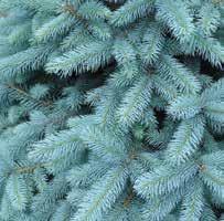 HxS 40 x10 Zone 3 30-36 55.00 3-4 65.00 4-5 75.00 5-6 84.00 Picea pungens glauca Baby Blue PICEA PUNGENS FOXTAIL FOXTAIL BLUE SPRUCE Needles are shorter at the tip of the stem.