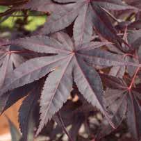 Large deep-red leaves that retain color through the summer. Foliage turns brilliant scarlet in fall. Blackish-red bark. HxS 15 x20 Zone 5 6-7 Heavy 119.00 1.5 cal 129.00 2.0 cal 149.00 2.5 cal 279.