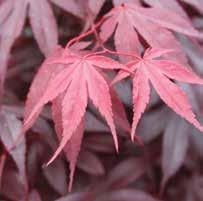 Holds its red color well throughout the summer months, and has a brilliant crimson fall display. A very nice newer cultivar. HxS 20 x15 Zone 5 #1 pot-n-pot 10.00 #3 pot-n-pot 31.00 #6 pot-n-pot 44.