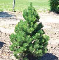 PINUS pine PINUS DENSIFLORA UMBRACULIFERA COMPACTA COMPACT TANYOSHO PINE Dense pine with umbrella-shaped head. Long emerald green needles. HxS 12 x12 Zone 3 15-18 STD / Low 41.00 18-24 STD / Low 45.