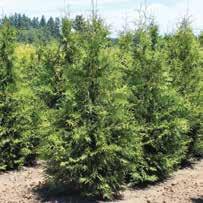 00 Syringa x Penda TAXUS X MEDIA HICKSII HICKS YEW Excellent evergreen shrub; works well for hedges. Very narrow when young and widening with age. HxS 10 x3 Zone 4 #6 pot-n-pot 31.00 3-4 48.00 4-5 57.