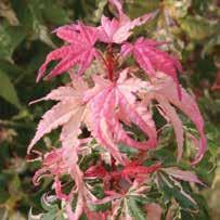 In the fall the variegation becomes a deep scarlet. Grow in full sun or light shade. HxS 12 x6 Zone 5 #6 pot-n-pot 44.00 4-5 #15 pot-n-pot 79.