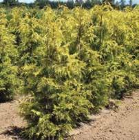 00 THUJA OCCIDENTALIS YELLOW RIBBON YELLOW RIBBON ARBORVITAE Attractive evergreen shrub with very narrow habit. Scale-like leaves are ornamentally significant and turn harvest gold in fall.