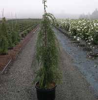 00 THUJA PLICATA CAN-CAN CAN-CAN WESTERN RED CEDAR Dark green foliage and cream colored tips that provide year round color. Heat tolerant, hardy and easy to grow. Tight, pyramidal habit.