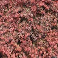 ACER maple ACER PALMATUM DISSECTUM CRIMSON QUEEN CRIMSON QUEEN JAPANESE MAPLE Low branching dwarf tree with cascading branches. Lace-like red foliage retains color through the summer.