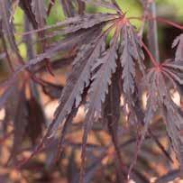 ACER maple ACER PALMATUM DISSECTUM RED DRAGON RED DRAGON JAPANESE MAPLE Dark-purple foliage that doesn t fade in summer. Vigorous well branched tree.