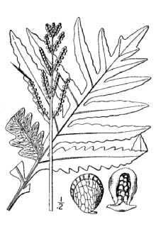 None LEAF: FORM AND SORI: Robert H. Mohlenbrock @ USDA-NRCS PLANTS Database/ USDA SCS. 1991. Southern wetland flora: Field office guide to plant species.