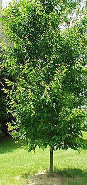 BETULACEAE (Birch or hazel family) Ironwood Betulaceae Carpinus caroliniana Form: large shrub or