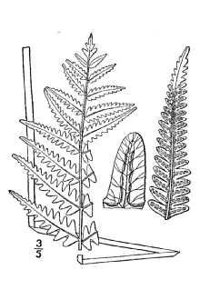 BLECHNACEAE Virginia chain fern Blechnaceae Woodwardia virginica Form: Rhizomes, red-brown scales, erect, petioles same length as blade Leaf: blades 3-8 dm long