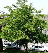 CORNACEAE (Dogwood family) Flowering dogwood Cornaceae Cornus