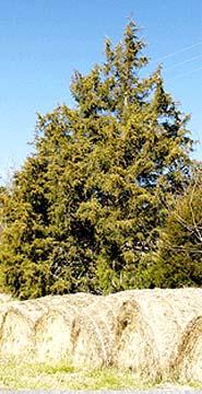 CUPRESSACEAE Red cedar Cupressaceae Juniperus virginiana