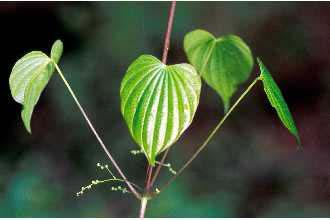 DIOSCOREACEAE (Yam Family) Wild yam Dioscoreaceae Dioscorea villosa Form: herbaceous perennial vine, rhizomatous, tuberous Leaf: simple, entire,