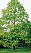 EBENACEAE (Ebony family) Persimmon Ebenaceae Diospyros virginiana Form: