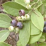 Low bush blueberry Ericaceae Vaccinium pallidum Form: Small shrub, 2 feet tall.