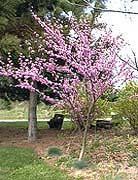 FABACEAE (Heath Family) Redbud/Judas tree Fabaceae Cersis canadensis Form: Large shrub or small 15 to 30 feet