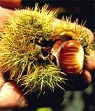 Fruit: Nut is two or three-seeded and is flat on one side and lustrous brown and pale downy toward the top. Nuts are enclosed in a round prickly bur 2 to 3 inches in diameter.