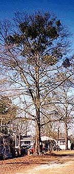 Water oak Fagaceae Quercus nigra Form: Medium-sized tree approximately 50 to 80 feet tall with rounded crown and ascending
