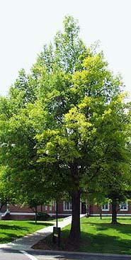 Willow oak Fagaceae Quercus phellos Form: Medium-sized tree approximately 60 to 80 feet tall, with a slender bole and rounded crown with