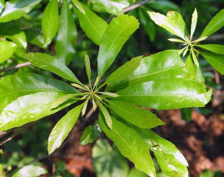 MYRICACEAE (Wax-myrtle, Sweet Gale Family) Wax myrtle Myricaceae Myrica cerifera Form: Shrub or small tree. Usually irregularly shaped with a crooked or twisting trunk.