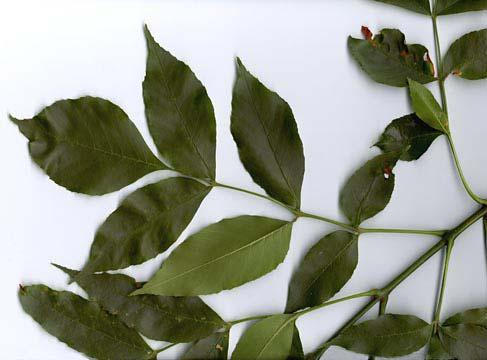 OLEACEAE (Olive Family) Green ash Oleaceae Fraxinus pennsylvanica Form: Medium tree, irregularly shaped.