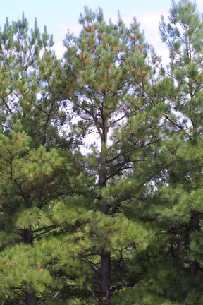 Loblolly pine Pinaceae Pinus taeda Form: Medium to large tree, generally with a straight, limb-free trunk and dense crown. Leaf: Evergreen.