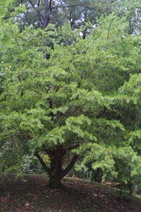 Virginia pine Pinaceae Pinus virginiana Form: Small to medium tree. Poorly shaped, eventually develops flat crown. Leaf: Evergreen.