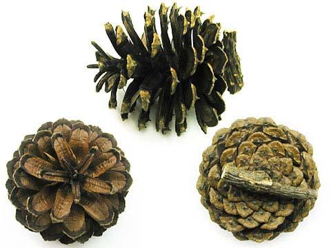 Cones are persistent and may remain on tree for many years. Twig: Rather smooth, yellow-green, flexible. Young shoots purplish with whitish, waxy bloom. Bark: Dark brown.
