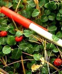 Tubular, pinkish-white, about 0.5 inches long. Twin flowers fuse together to form one berry. Fruit: Red berry, ~¼ inch, persists through winter.