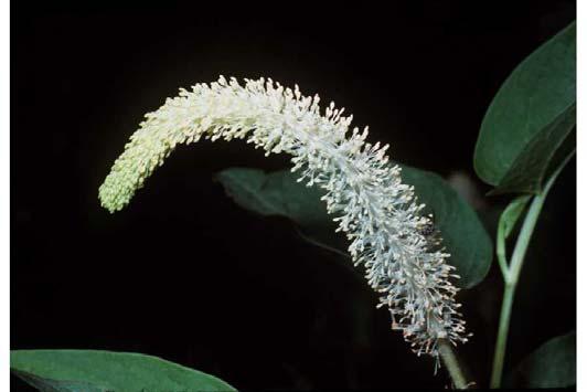Flower: White flowers arranged in a bottlebrush shaped, arched spike, 6-8 inches long. After flowers mature, they become nutlets. The arrangement of the nutlets looks like a lizard s tail.