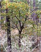Horsesugar Symplocaceae Symplocos tinctoria Form: Large shrub or small tree. Leaf: Tardily deciduous. Alternate, simple, 2-6 long.