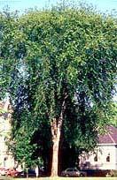 ULMACEAE (Elm Family) American elm Ulmaceae Ulmus americana Form: Large tree with, when grown in the open, a trunk that divides into large limbs near the ground,