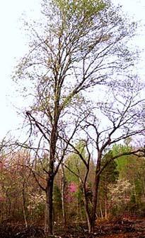 ACERACEAE (Maple family) Red maple Aceraceae Acer rubrum Form: Shrub