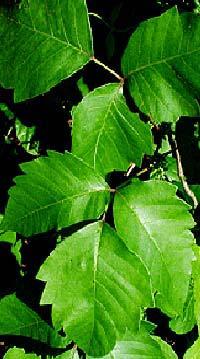 ANACARDIACEAE (Cashew or sumac family) Poison Ivy Anacardiaceae