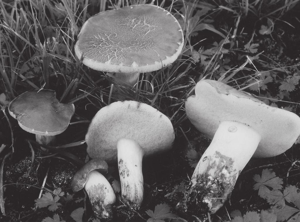Boletus roodyi sp. nov. (North America)... 213 Fig. 1. Basidiomata of Boletus roodyi, Both 4597 (BUF). contents in KOH; inamyloid, dextrinoid, or with pale grayish blue contents in Melzer s.