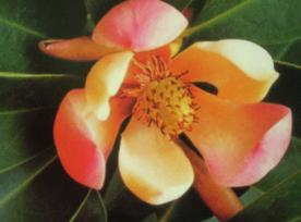 Above, (left) the beautiful large blush purplish-red flower of Magnolia duclouxii (formerly Manglietia) from Dayao Shan, Guangxi; and (right) Magnolia rufibarbata (formerly Manglietia) was described