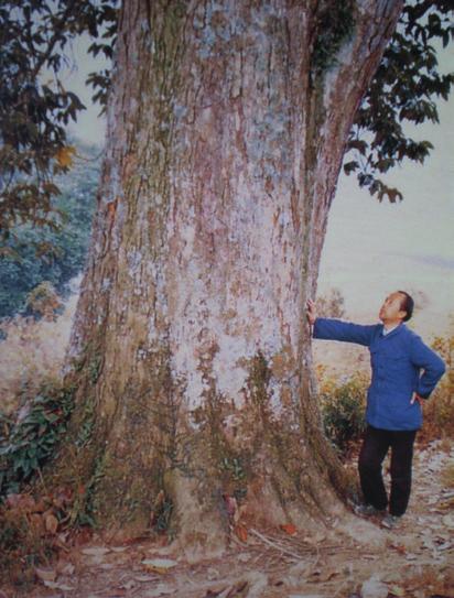MAGNOLIAS N. Myanmar, NE India, Bhutan, Nepal, 20 to 30 m), M. macclurei (, Vietnam, 30 m) and M. figo var. skinneriana ( 15 m listed in The Plant Locator as Michelia skinneriana).