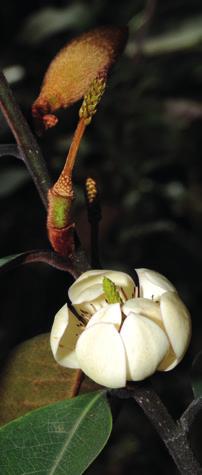 TREES Right, Formerly in the genus Manglietia, the handsome terminal flowers of Magnolia kaifui from southern Yunnan are borne on a small tree up to 10 m high.
