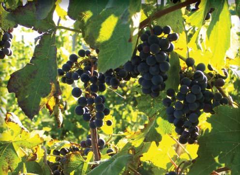 North Dakota s Grape and Wine Industry: STRATEGIC VISION AND DIRECTION PLAN 5 Commercial Viability A vineyard and/or winery can be a secondary income source as well as being a standalone business for