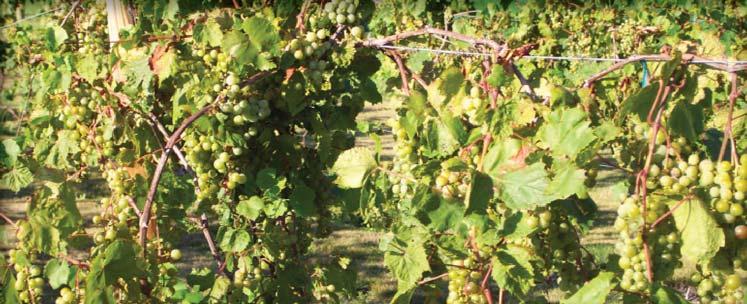 6 North Dakota s Grape and Wine Industry: STRATEGIC VISION AND DIRECTION PLAN MARKETING GRAPES, VINEYARDS AND WINERIES. The market for grapes is not confined to the commodity itself.