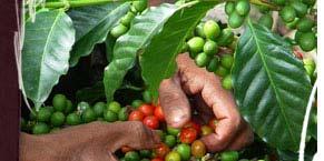 Colombian Coffee Grower s Federation (FNC) The FNC is a private non-profit