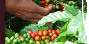 improve the living standards of nearly 566,000 coffee growers and their families