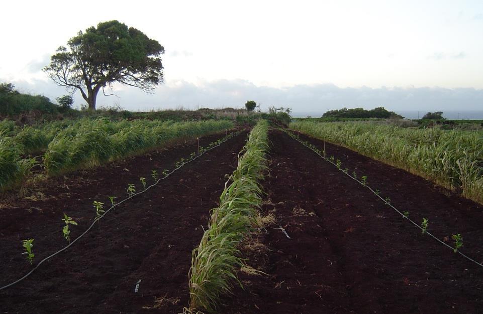 Field trial of selected F1 hybrid families at Kauai coffee (2004-2007) Objective: Field evaluation of selected coffee hybrid families at a commercial coffee field Experimental Design : RCB 14