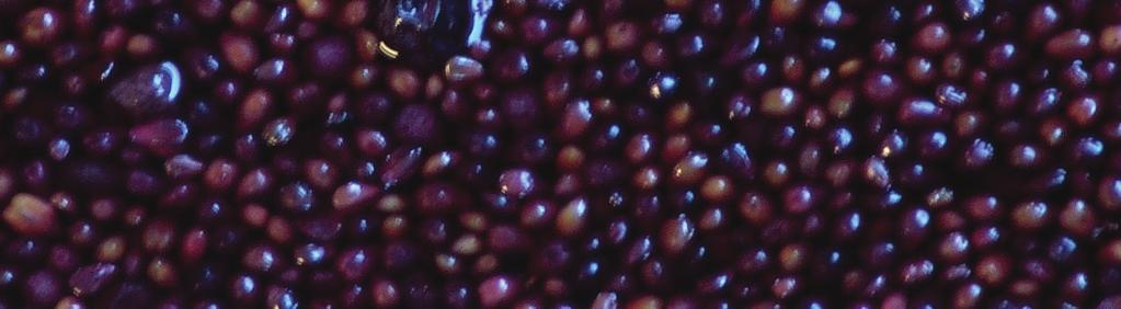 PRACTICAL WINERY & VINEYARD WINEMAKING Balancing Tannin Maturity and Extraction Studying the relationships between seed maturity, length of maceration and ethanol amount on Merlot wines By Federico