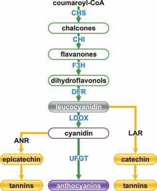 2 MAY/JUNE 2007 anthocyanin biosynthesis is reasonably well understood.