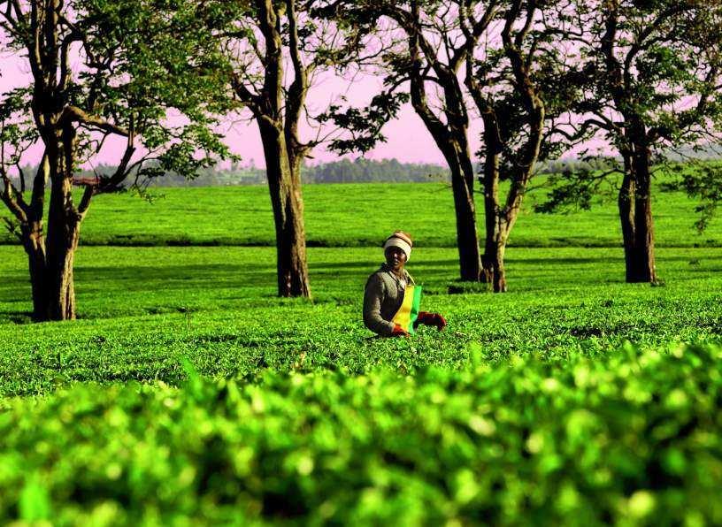 a step towards a better life for tea farmers, their families and the environment