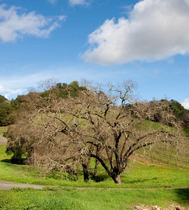 25 Native Oak Trees Peppered with 250 year-old oak